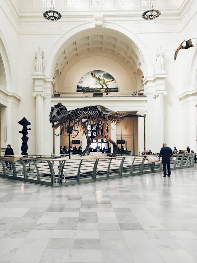 A dinosaur skeleton in a museum